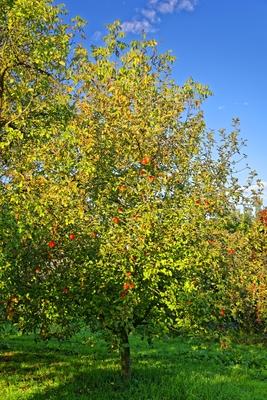 Almafa piros almákkal, Malus domestica, reggeli fényben, Panyolában-stock-photo