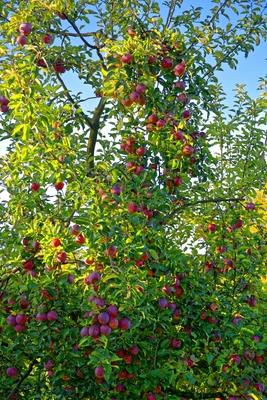 Almafa ág sok piros almával, Malus domestica, az árnyékban Panyolában-stock-photo