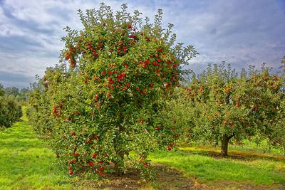 Alma gyümölcsfák ültetvény sok piros almával, Malus domestica, Panyolán-stock-photo