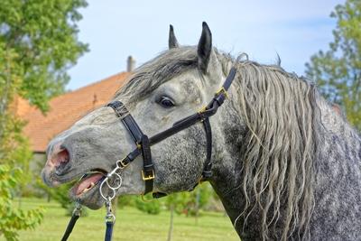 Szürke Magyar Hidegvérű Ló Portré-stock-photo