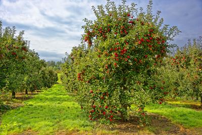 Almafa ültetvény sok piros almával, Malus domestica, Panyolán-stock-photo