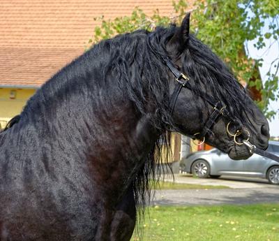 Blacky, Magyar Hidegvérű ló feje, portré-stock-photo