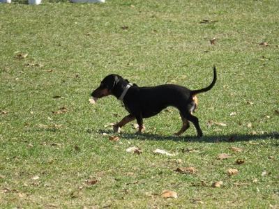 Dog - Dachshund - Spring - Budapest-stock-photo