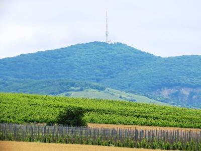 Tokaj - Historic wine region - Vineyaed -Aszu - Hungary-stock-photo