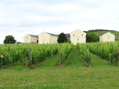 Mád - Vineyard - Tokaj wine region - Hungary-stock-photo