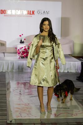 Dogs on the Catwalk in Budapest-stock-photo