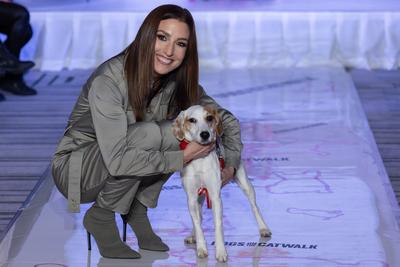 Dogs on the Catwalk in Budapest-stock-photo