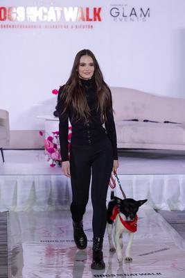 Dogs on the Catwalk in Budapest-stock-photo