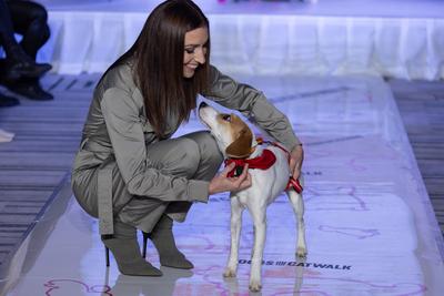 Dogs on the Catwalk in Budapest-stock-photo