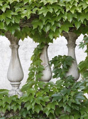 Ornate stone fences overgrown with ivy.-stock-photo