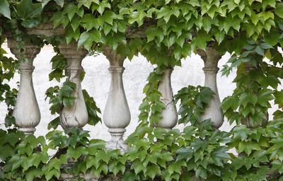 Ornate stone fences overgrown with ivy.-stock-photo