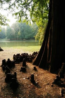 Brunszvik-kastély parkja, Martonvásár-stock-photo