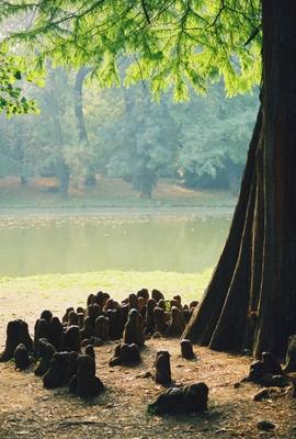 Brunszvik-kastély parkja, Martonvásár-stock-photo