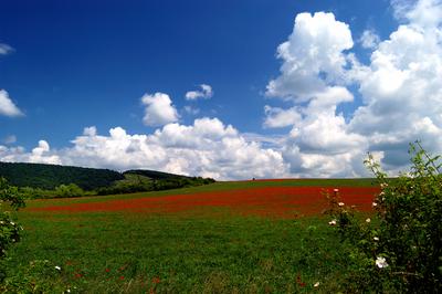 Virágzó pipacsmező-stock-photo